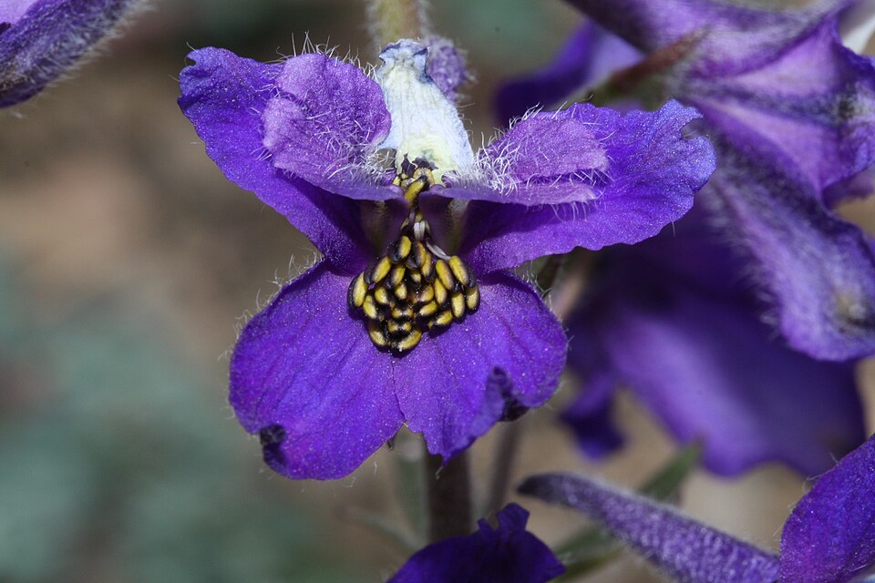 Delphinium menziesii (Menzies' Larkspur) (alternate view 7)
