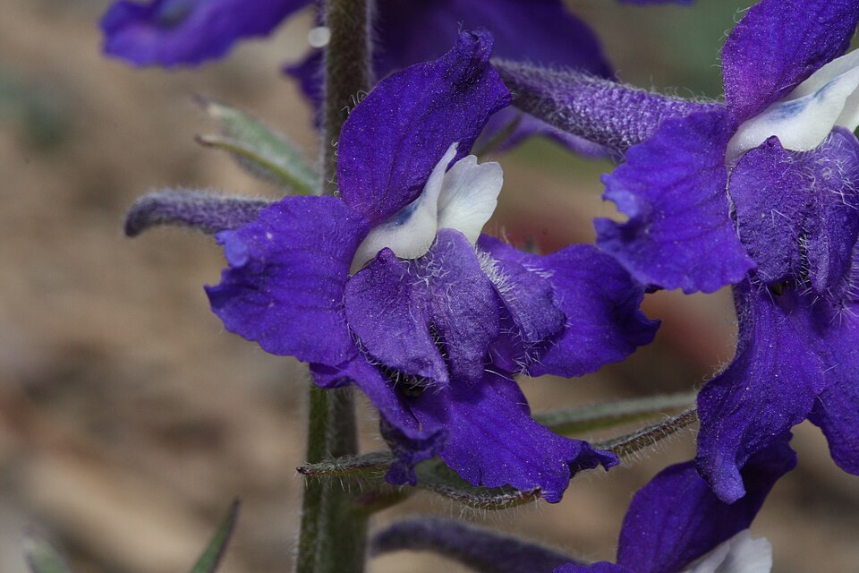 Delphinium menziesii (Menzies' Larkspur) (alternate view 8)