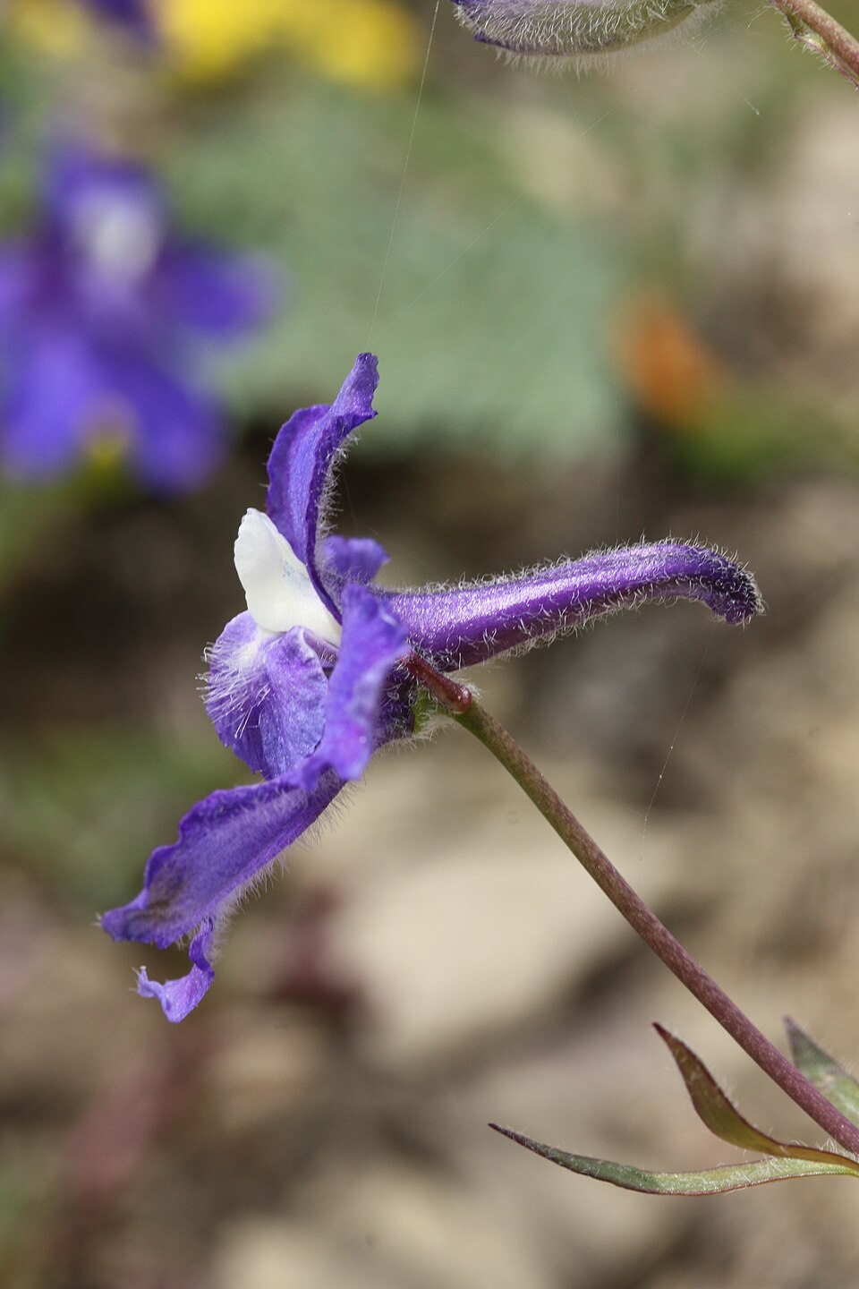 Delphinium menziesii (Menzies' Larkspur) (alternate view 9)