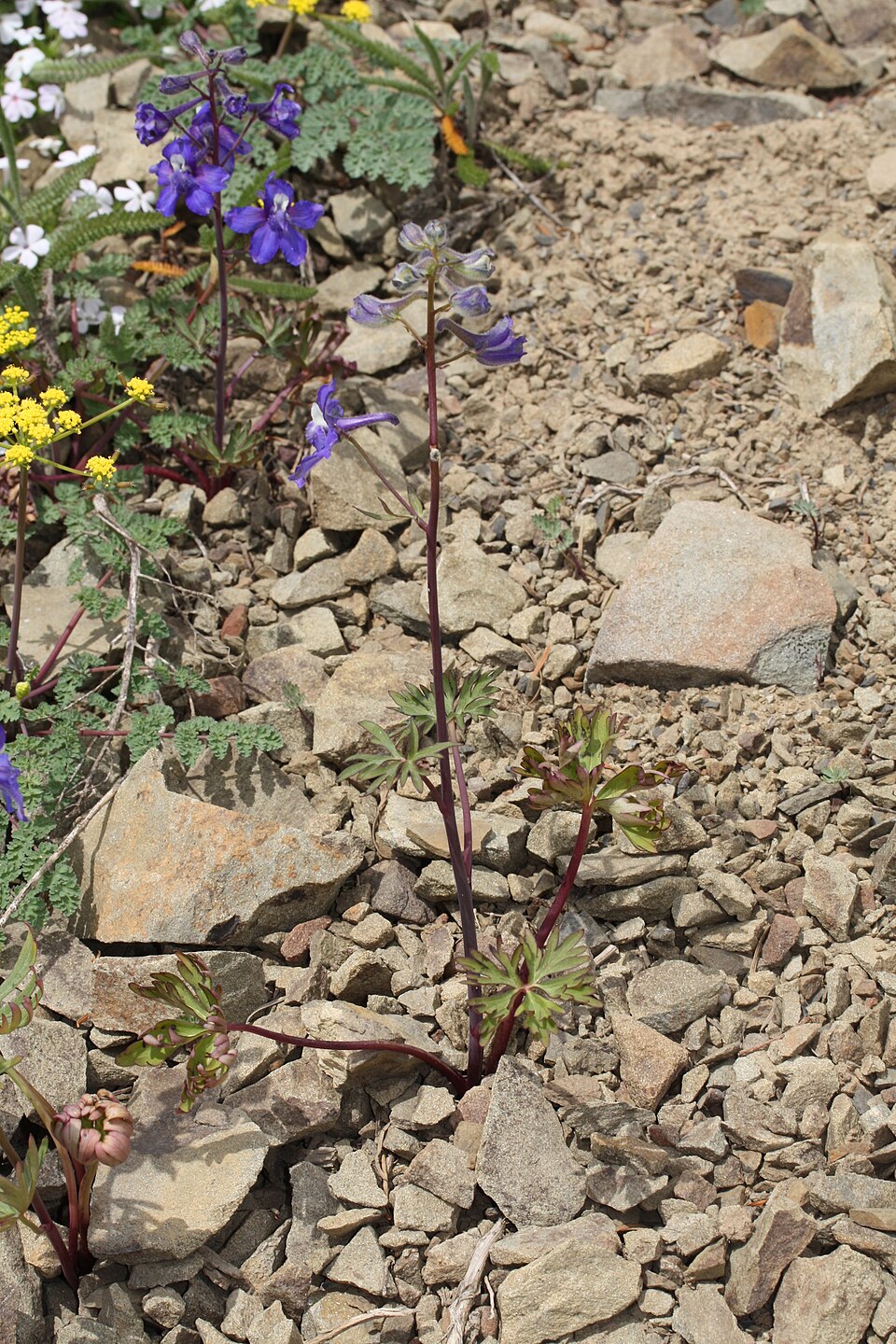 Delphinium menziesii (Menzies' Larkspur) (alternate view 10)