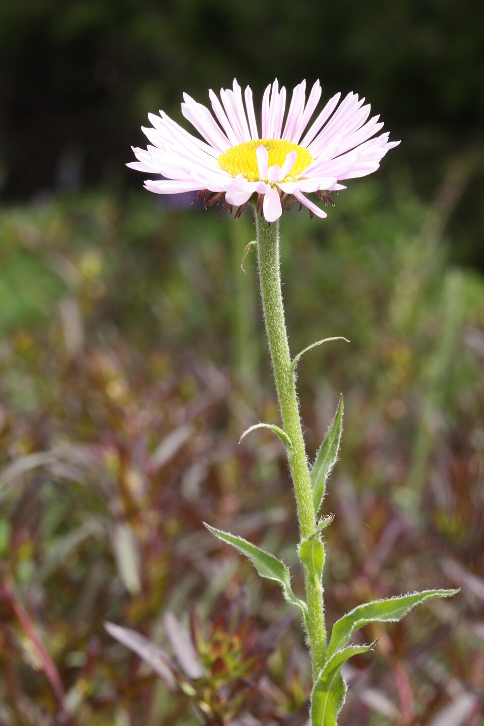 Erigeron peregrinus (Wandering Fleabane) (alternate view 8)