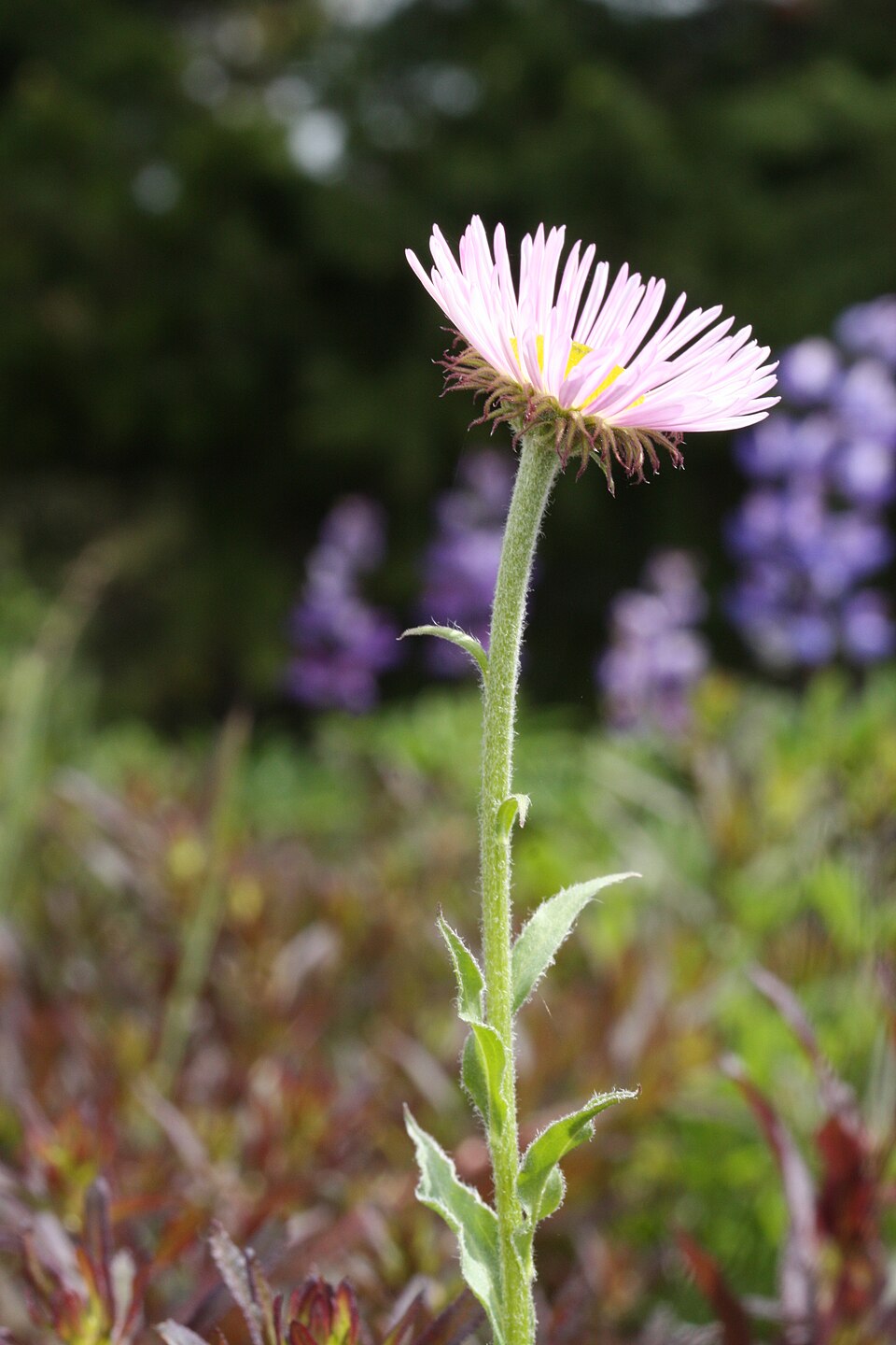 Erigeron peregrinus (Wandering Fleabane) (alternate view 9)