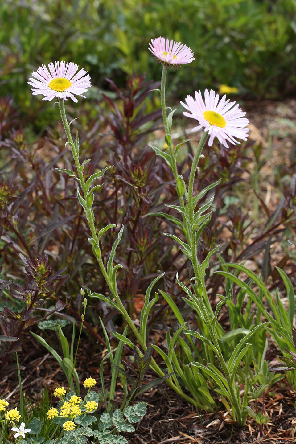 Erigeron peregrinus (Wandering Fleabane) (alternate view 10)