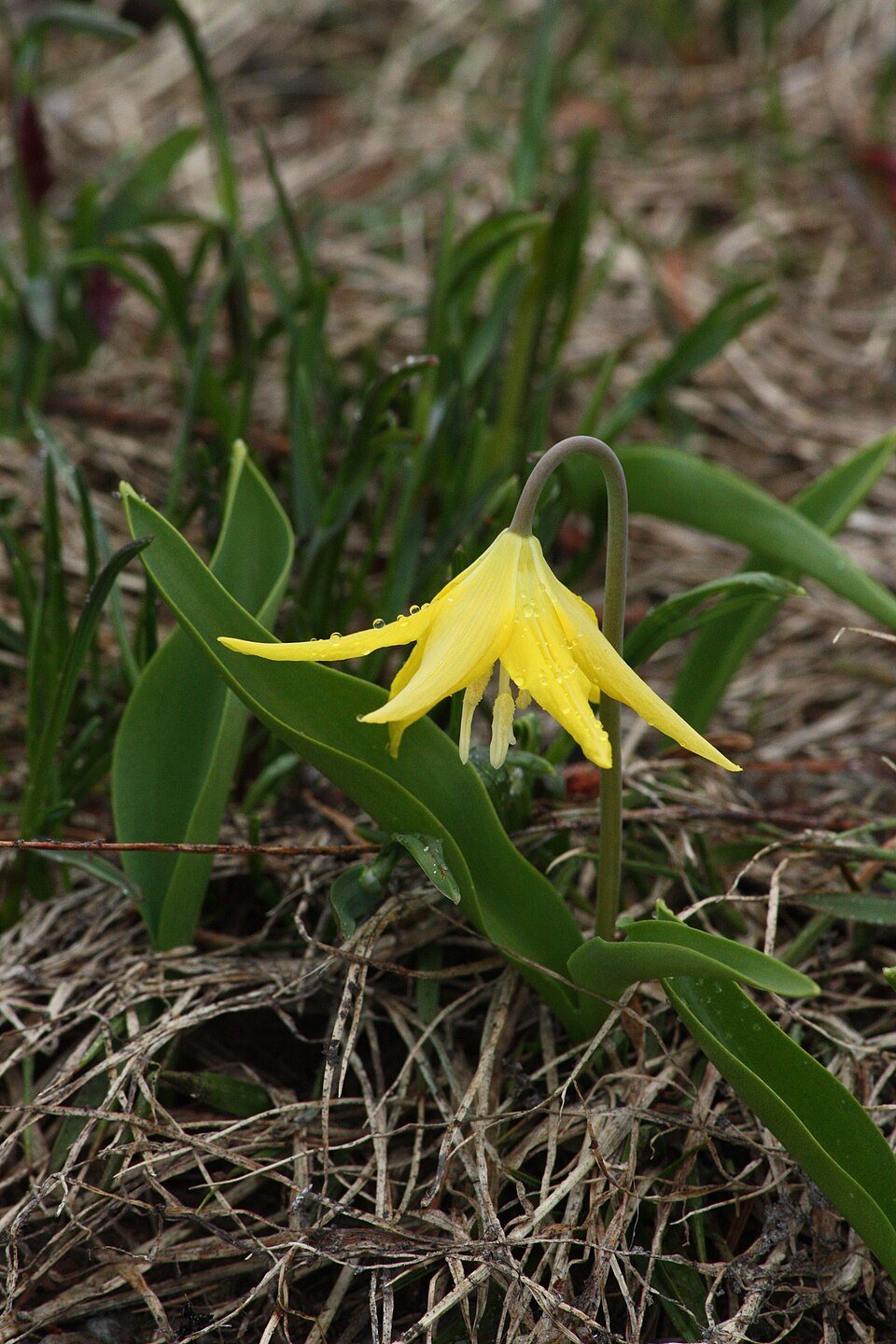 Erythronium grandiflorum (Glacier Lily) (alternate view 6)