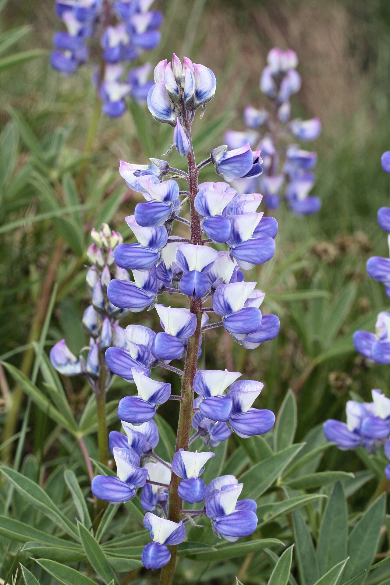 Lupinus latifolius (wild lupine)