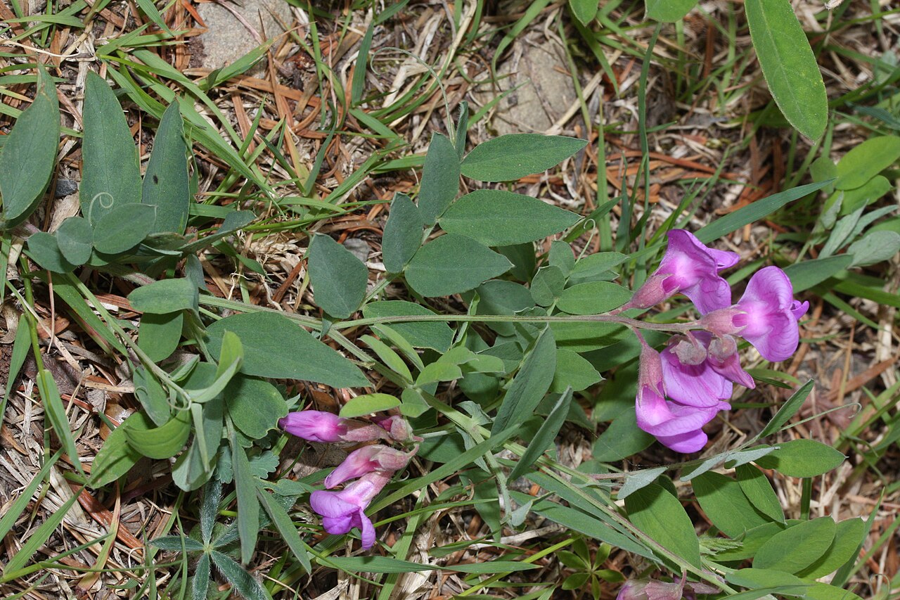 Vicia americana (American vetch (native))