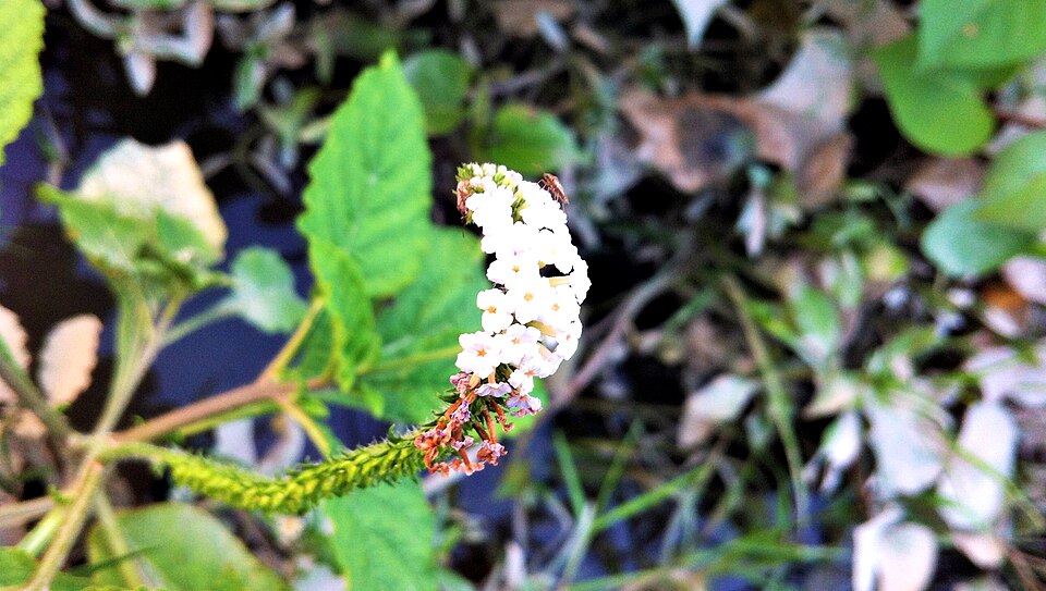 Heliotropium indicum (Indian Heliotrope) (alternate view 9)