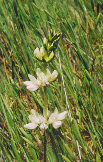 Lupinus microcarpus (chick lupine) (alternate view 5)