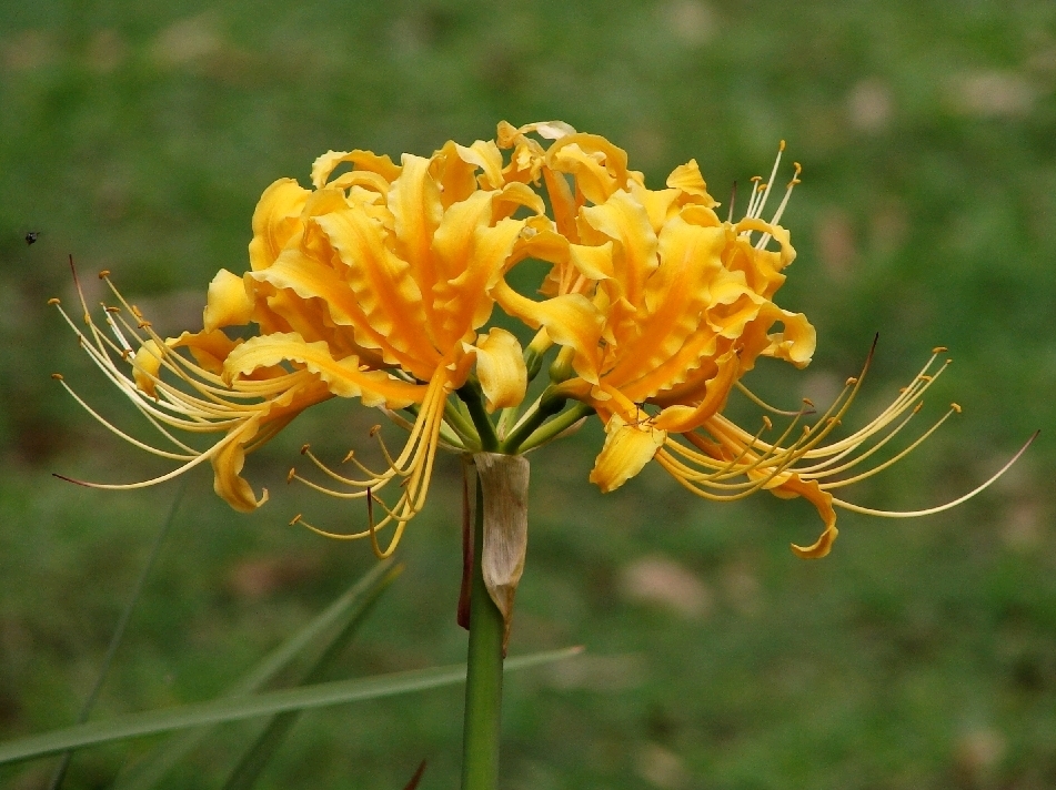 Lycoris aurea, Golden spider lily — clumping deciduous (Amaryllidaceae) (image 2 of 10)