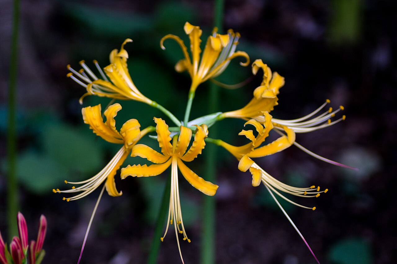 Lycoris aurea, Golden spider lily — clumping deciduous (Amaryllidaceae) (image 3 of 10)