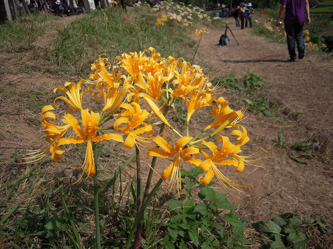 Lycoris aurea, Golden spider lily — clumping deciduous (Amaryllidaceae) (image 4 of 10)