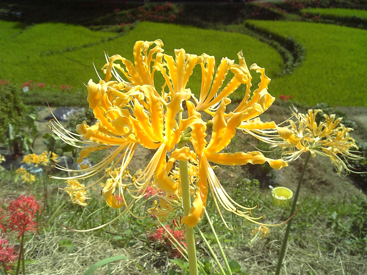 Lycoris aurea, Golden spider lily — clumping deciduous (Amaryllidaceae) (image 5 of 10)
