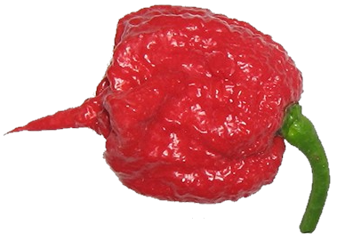 Capsicum chinense 'Carolina Reaper' (Carolina Reaper) (alternate view 3)