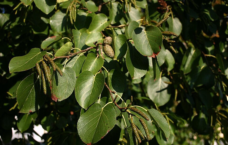 Alnus cordata (Italian alder)