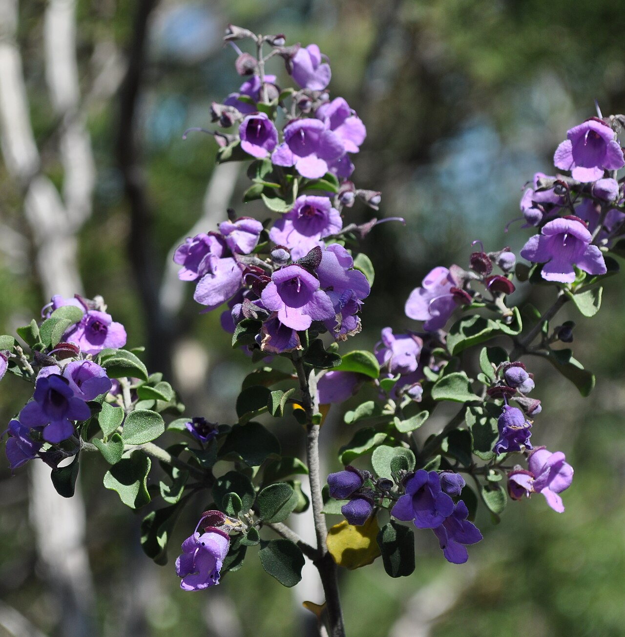 Prostanthera rotundifolia, Round-leaf mint bush — upright evergreen (Lamiaceae) (image 3 of 10)