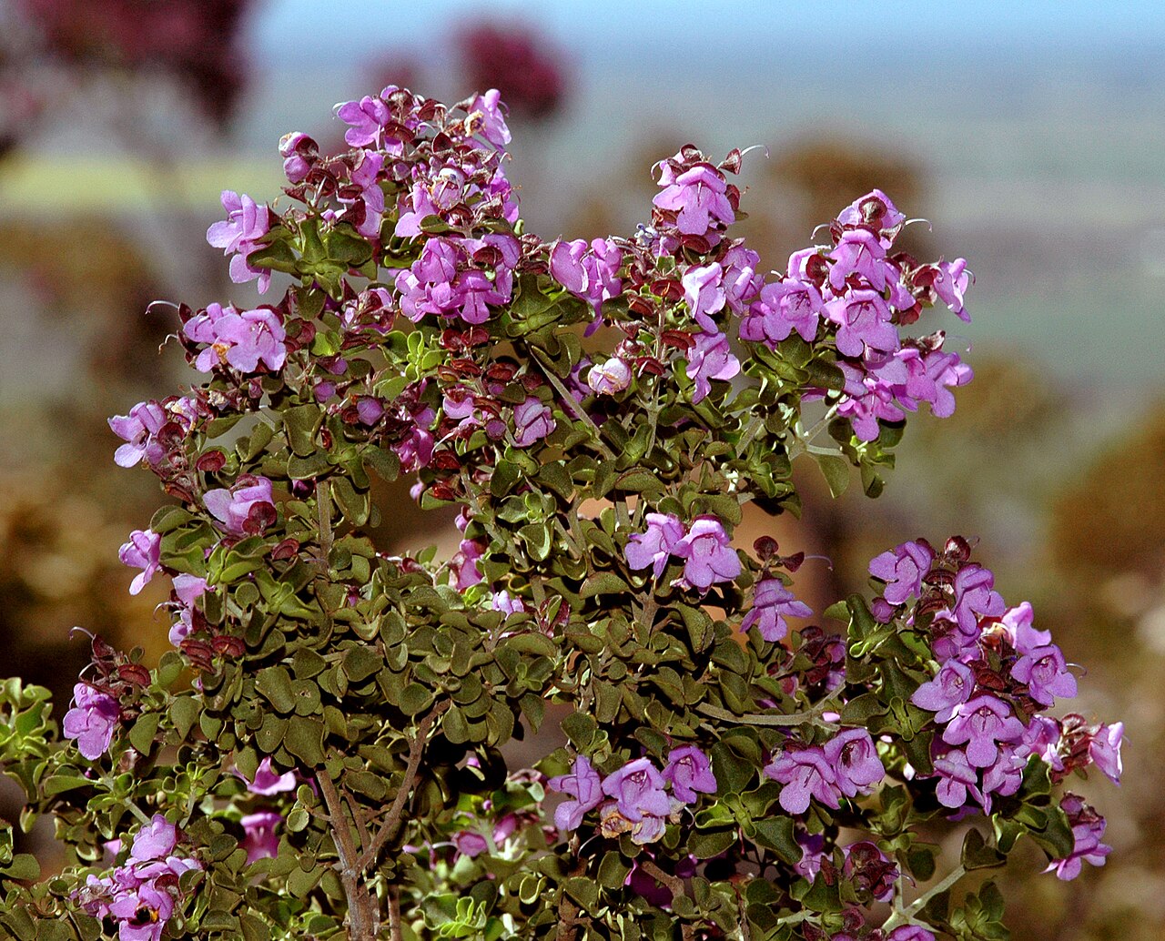 Prostanthera rotundifolia, Round-leaf mint bush — upright evergreen (Lamiaceae) (image 4 of 10)