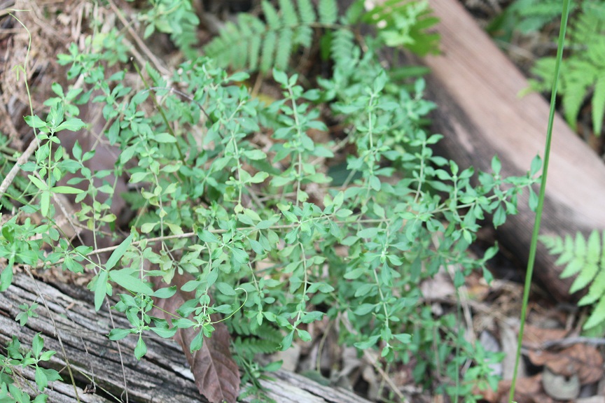 Prostanthera ovalifolia, Oval-leaf mint bush — upright evergreen (Lamiaceae) (image 3 of 10)