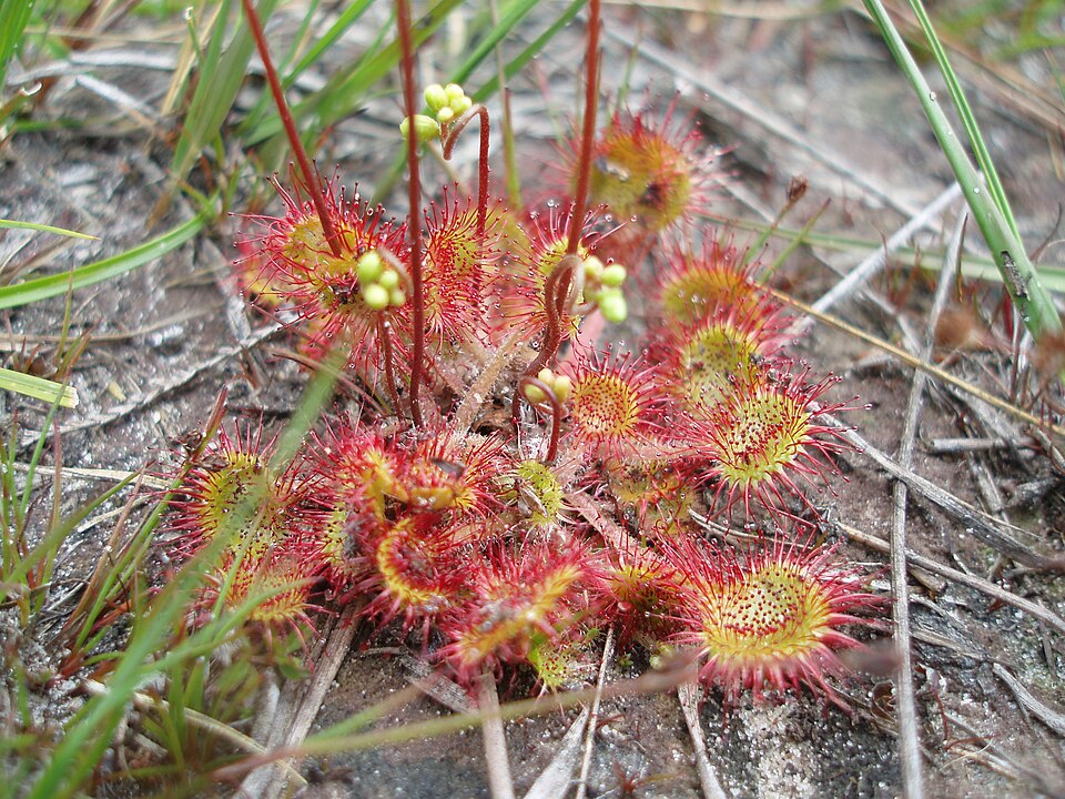 Drosera rotundifolia (round-leaved sundew)