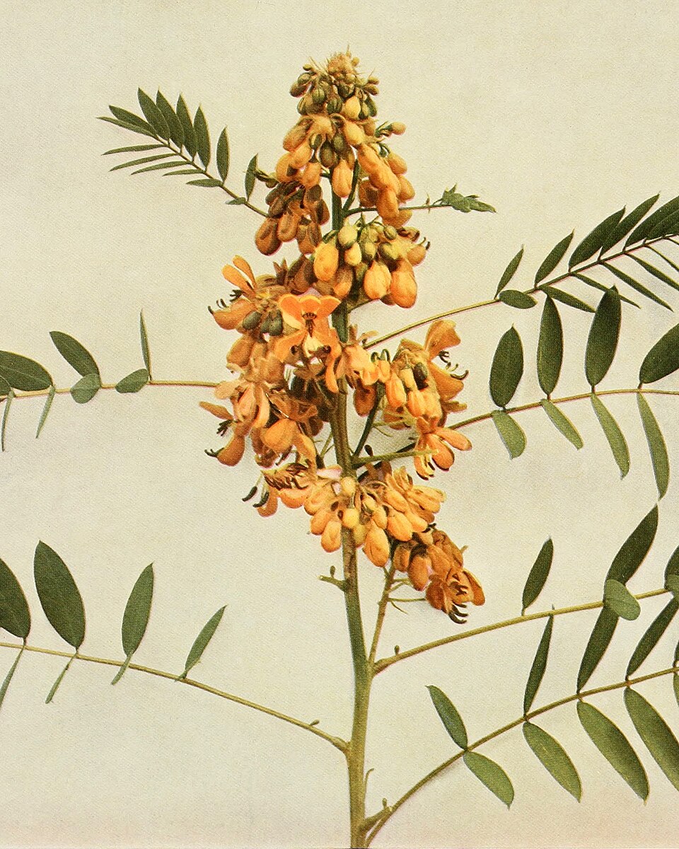 Senna hebecarpa (American senna) (alternate view 10)