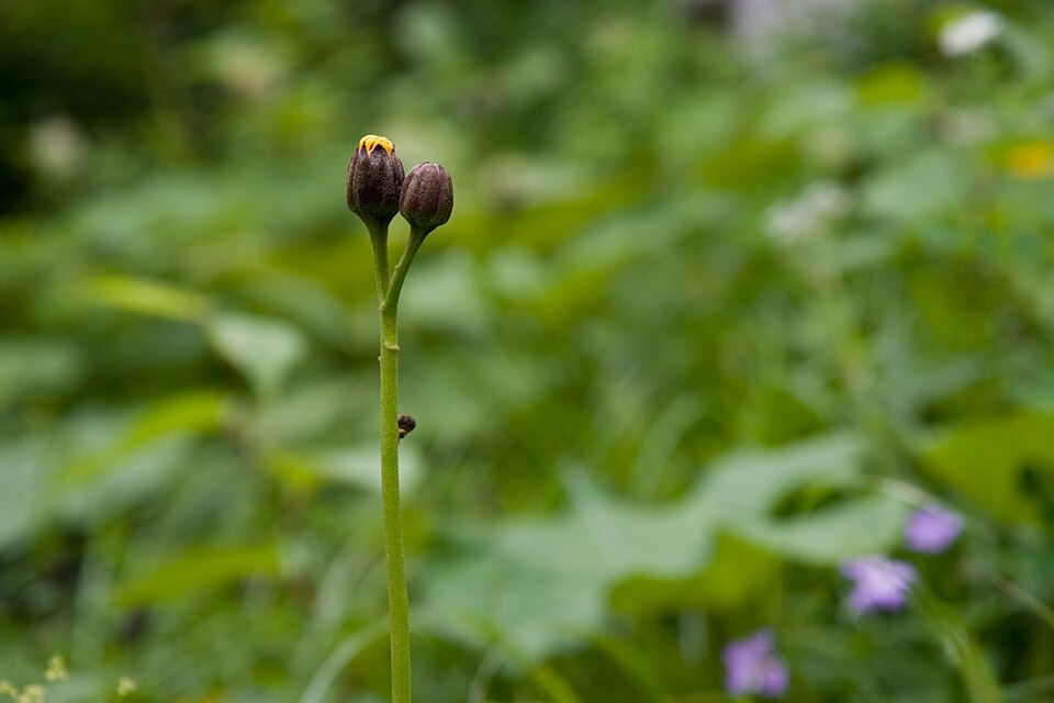 Ligularia dentata (ligularia) (alternate view 6)
