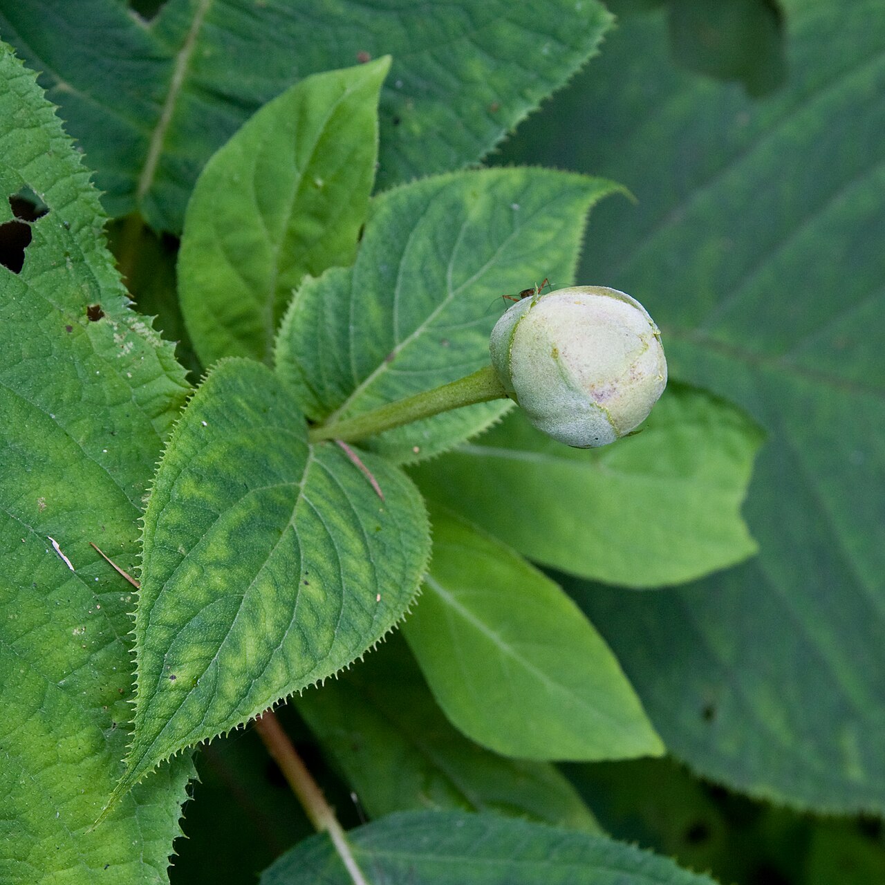 Hydrangea involucrata, Bristly hydrangea — mounding deciduous (Hydrangeaceae) (image 3 of 10)