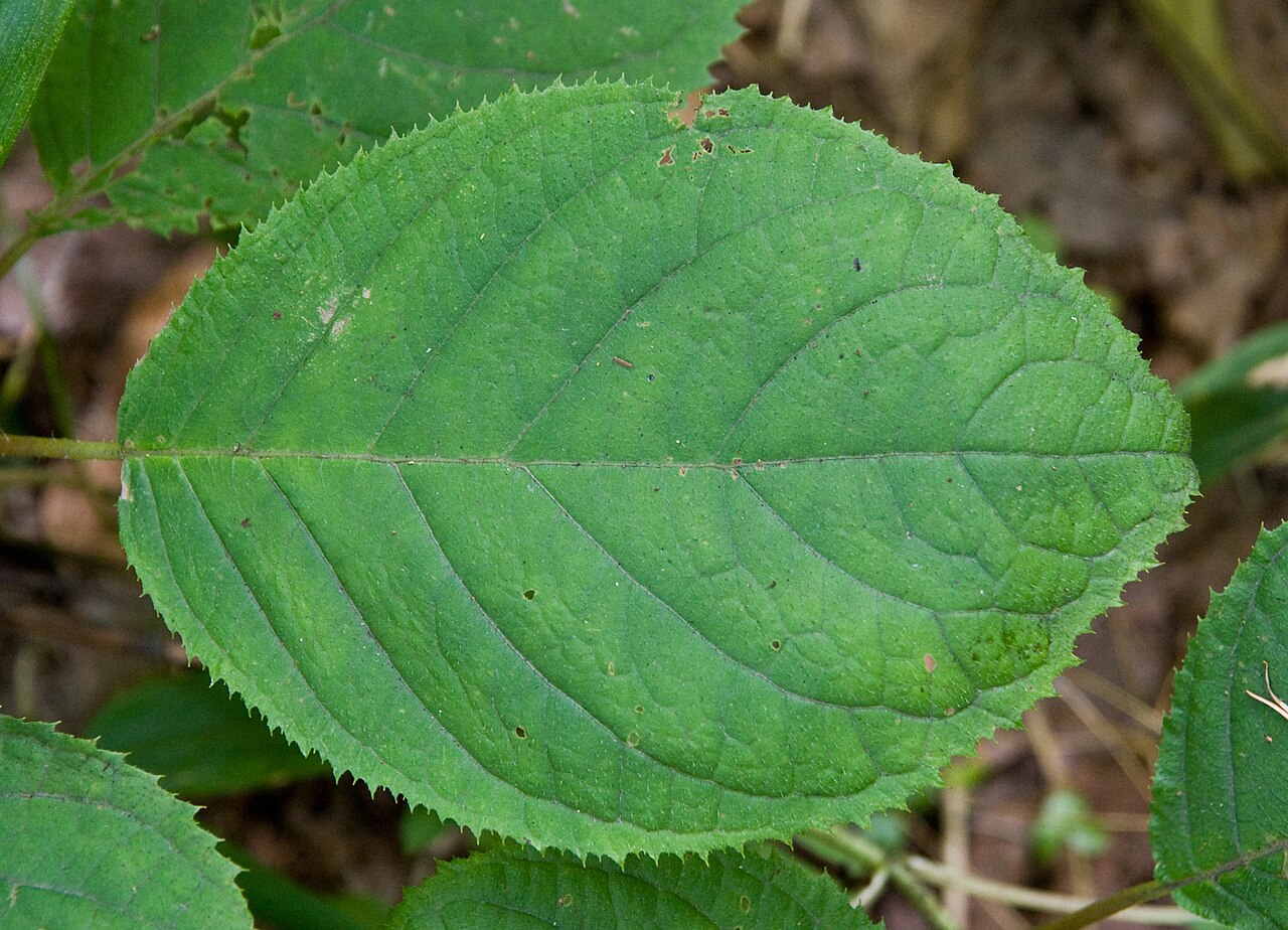 Hydrangea involucrata, Bristly hydrangea — mounding deciduous (Hydrangeaceae) (image 4 of 10)