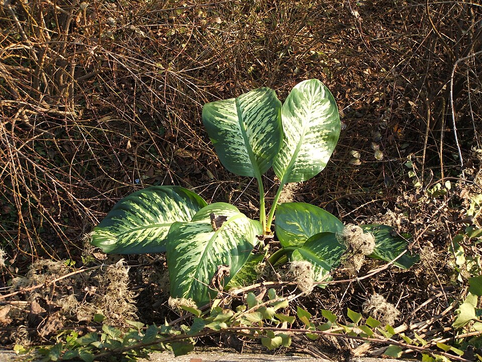 Dieffenbachia seguine (Dumb Cane) (alternate view 4)