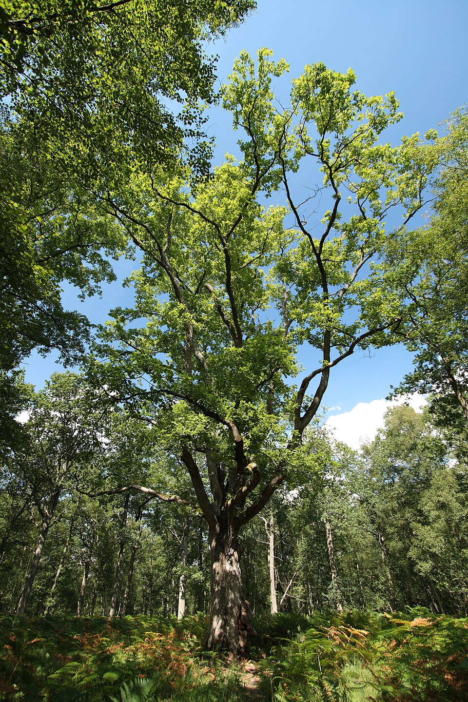 Quercus petraea (sessile oak)