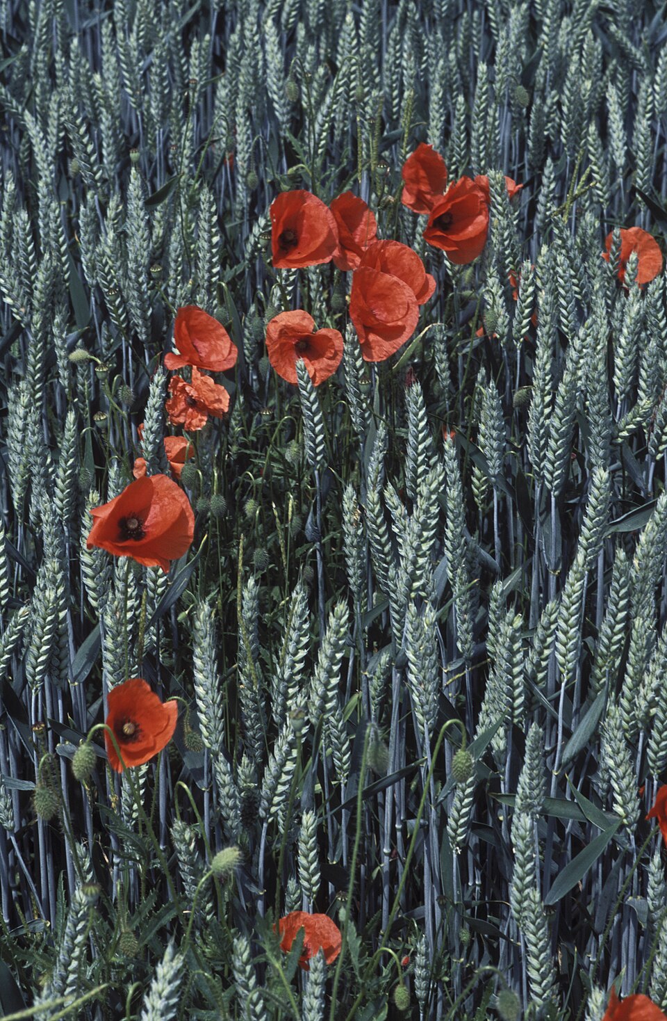 Triticum aestivum (Bread Wheat)