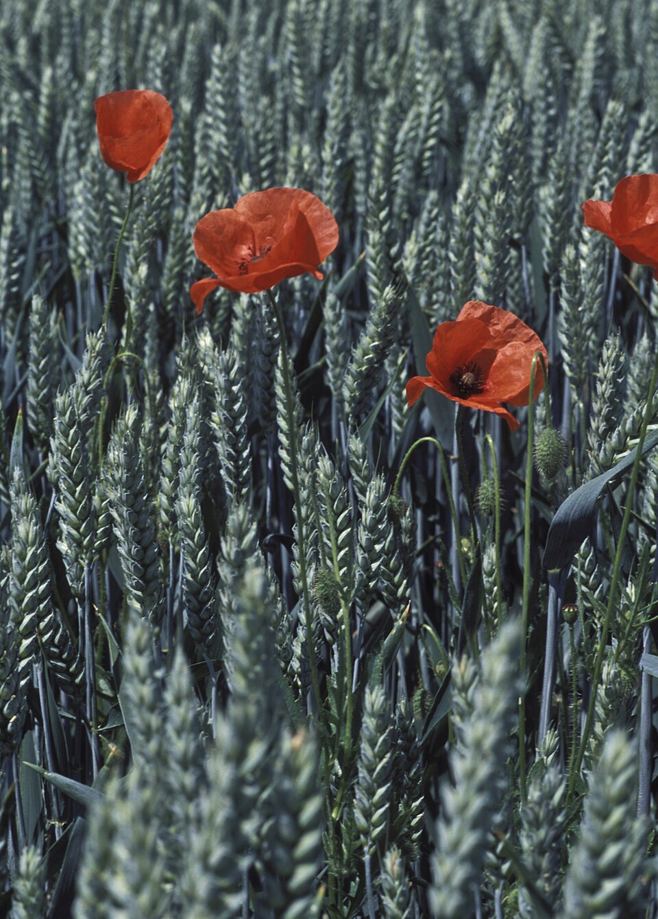 Triticum aestivum (Bread Wheat)