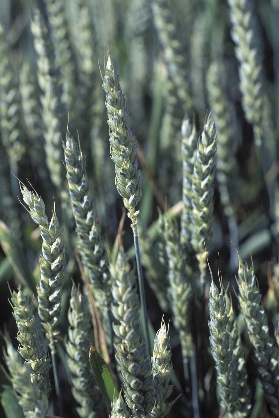 Triticum aestivum (Bread Wheat)