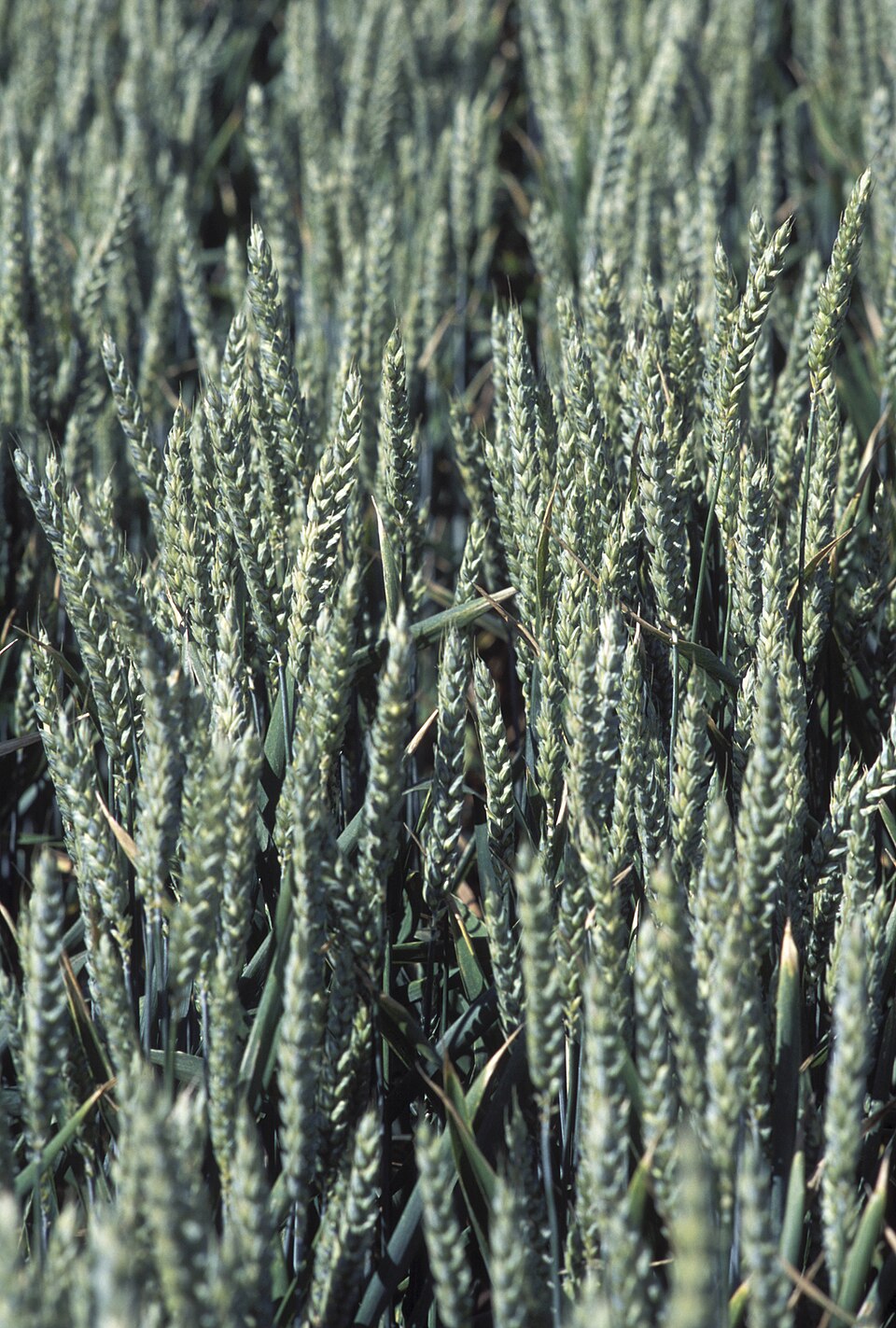 Triticum aestivum (Bread Wheat)