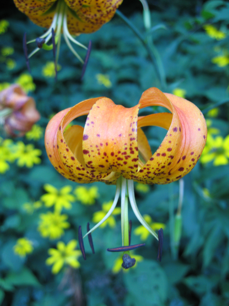 Lilium superbum (Turk's-cap lily) (alternate view 6)