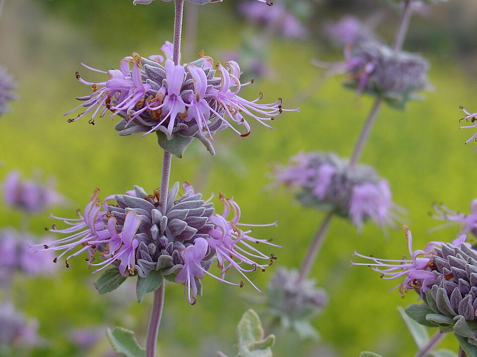 Salvia leucophylla (purple sage) (alternate view 5)