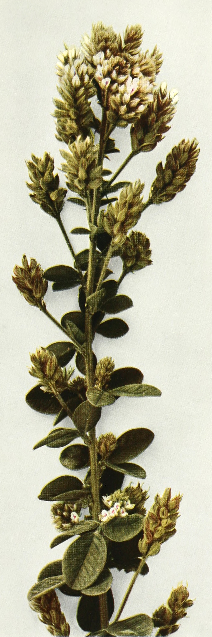Lespedeza hirta (hairy lespedeza)