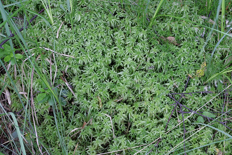 Sphagnum palustre (Prairie Peatmoss)
