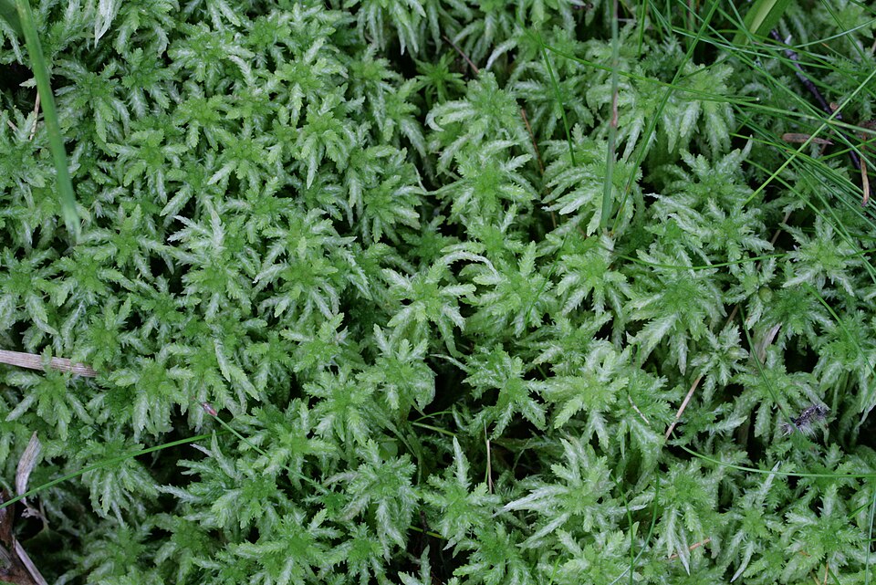 Sphagnum palustre (Prairie Peatmoss)