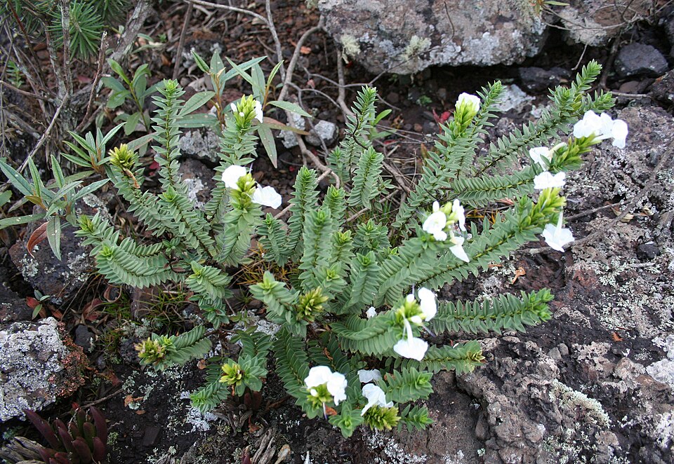 Stachytarpheta (Porterweeds) (alternate view 2)
