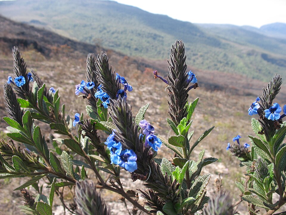 Stachytarpheta (Porterweeds) (alternate view 3)