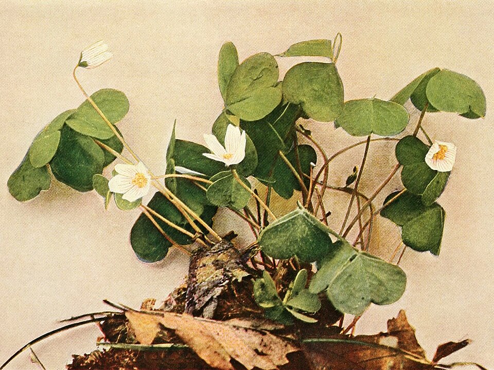 Oxalis montana (mountain woodsorrel) (alternate view 8)