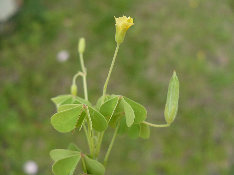 Oxalis dillenii (slender yellow woodsorrel)