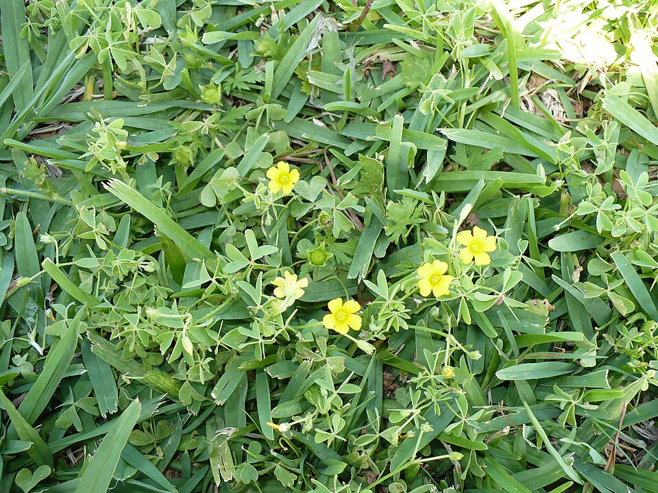 Oxalis dillenii (slender yellow woodsorrel)