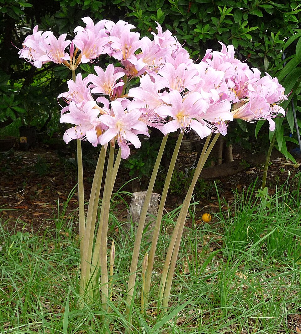 Lycoris squamigera (Surprise Lily) (alternate view 8)
