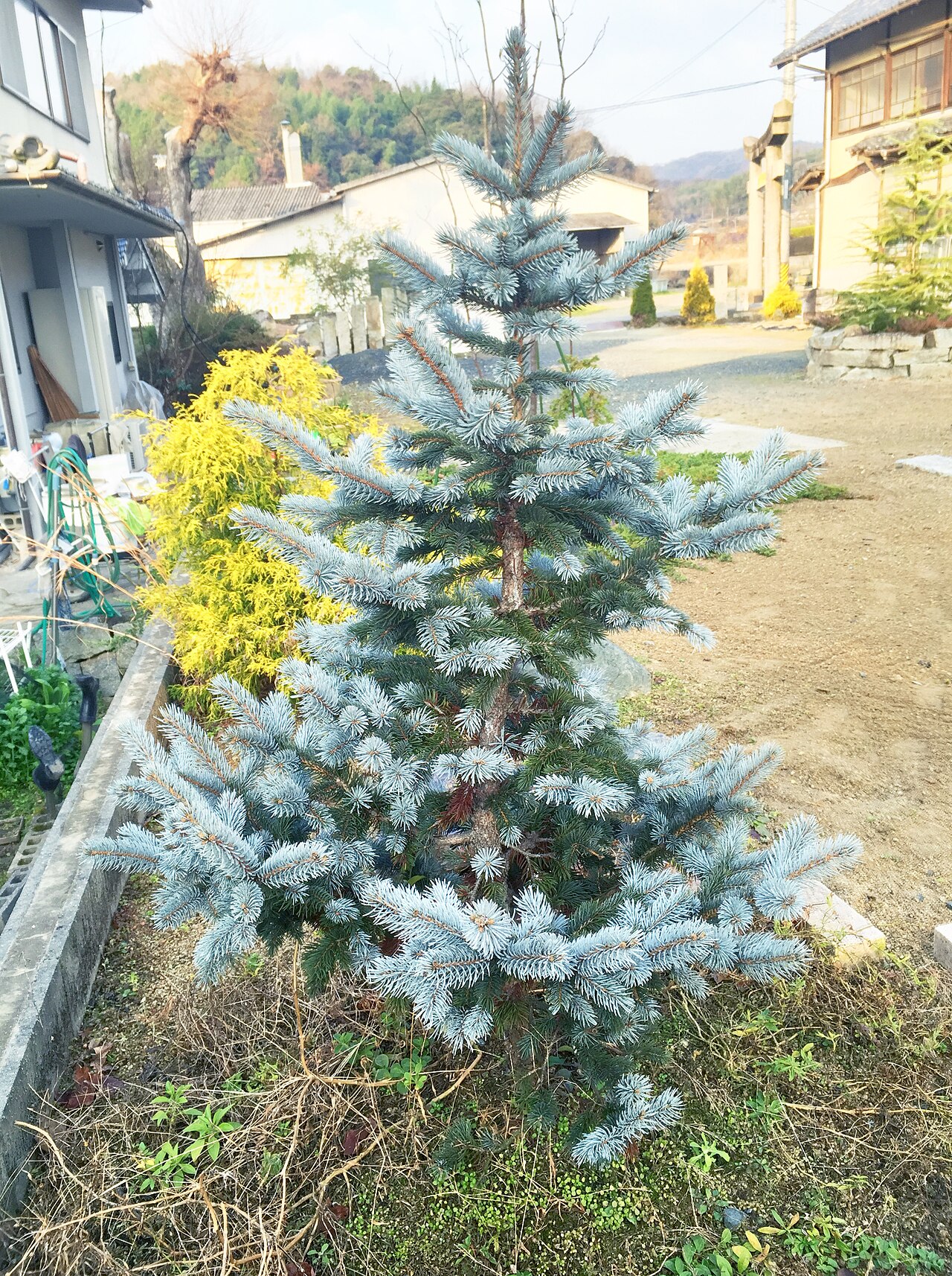 Picea pungens 'Hoopsii', Hoopsii blue spruce — upright evergreen (Pinaceae) (image 3 of 9)
