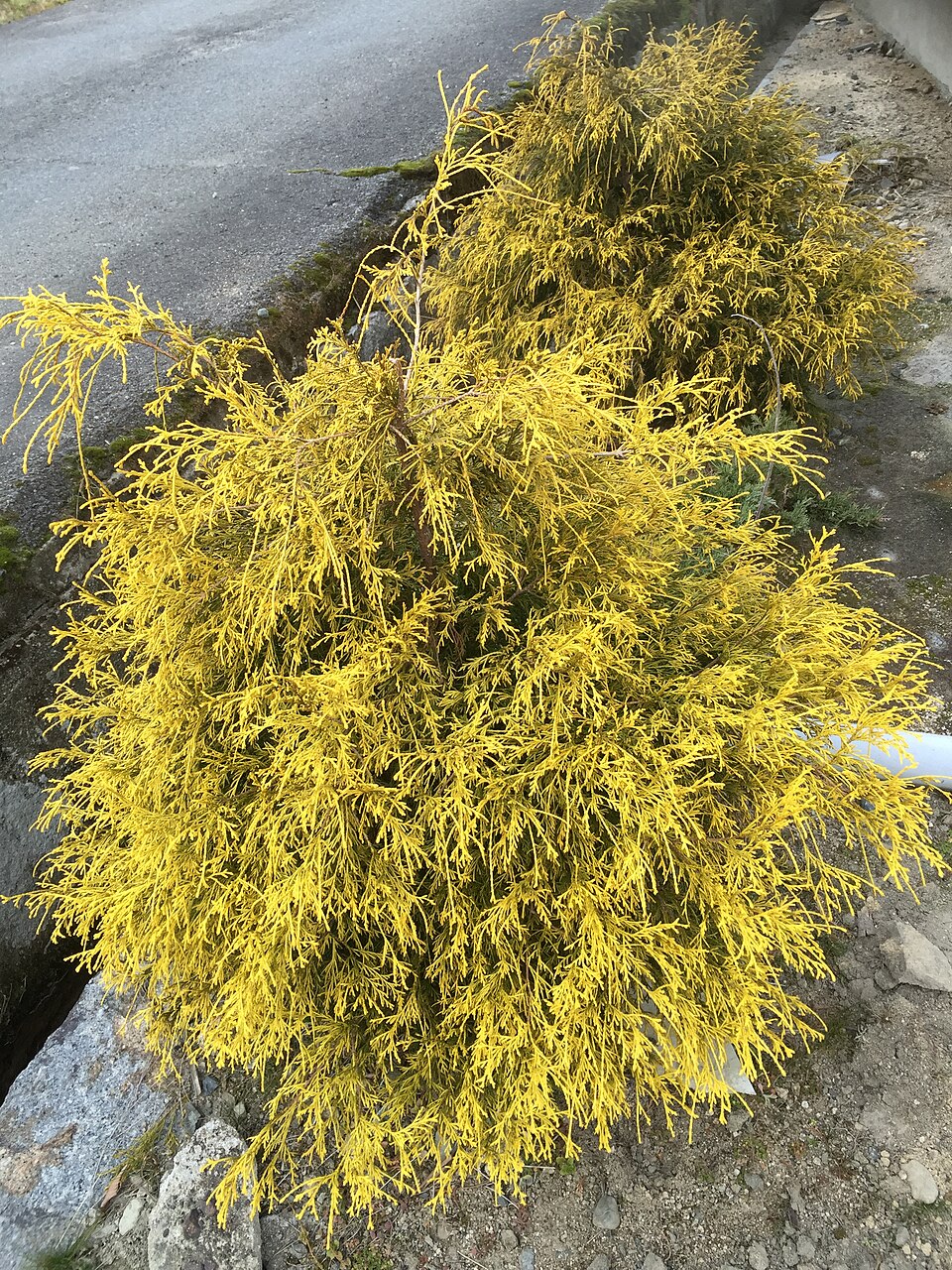 Chamaecyparis pisifera 'Filifera Aurea' (Golden Thread Cypress) (alternate view 2)