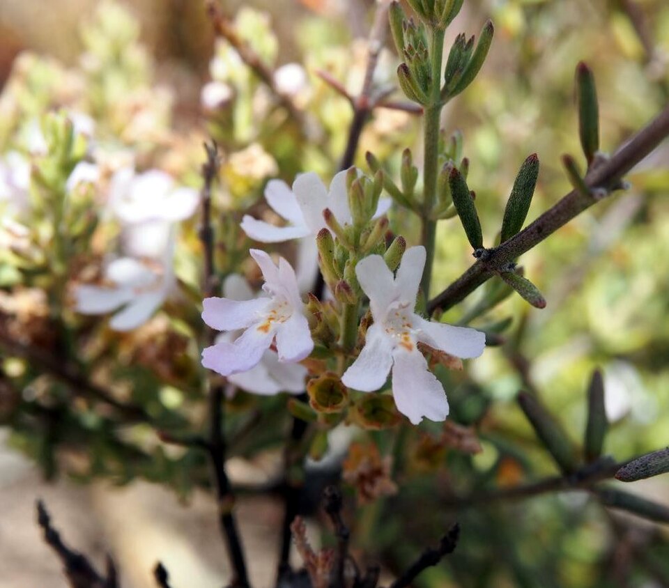 Westringia eremicola (slender westringia) (alternate view 8)