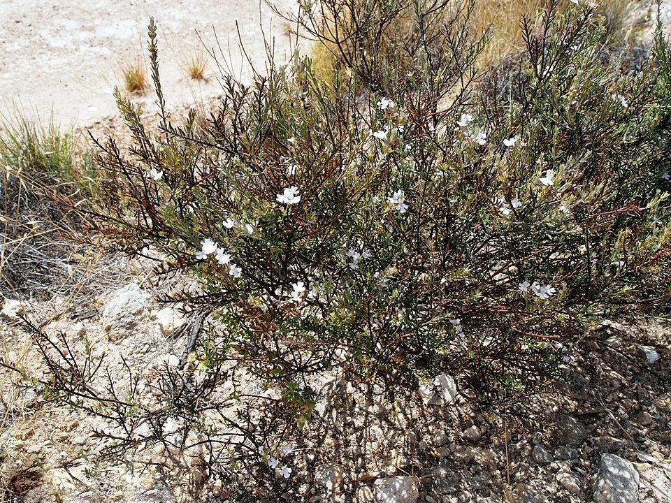 Westringia eremicola (slender westringia) (alternate view 9)