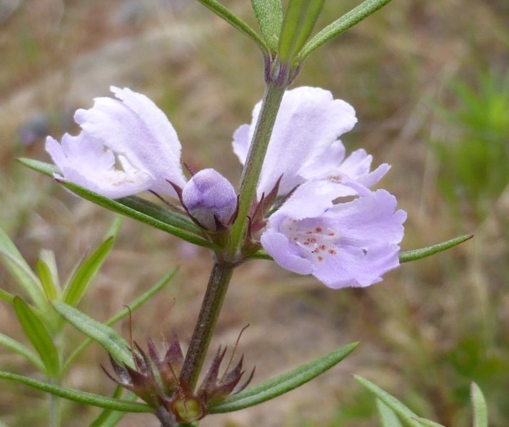 Westringia eremicola (slender westringia) (alternate view 10)