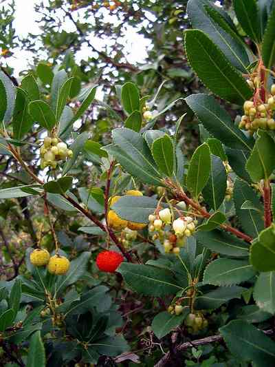 Arbutus unedo (strawberry tree) (alternate view 8)