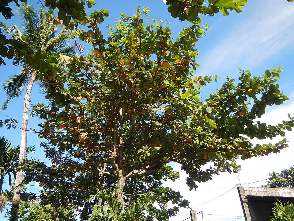 Terminalia catappa (Sea Almond)